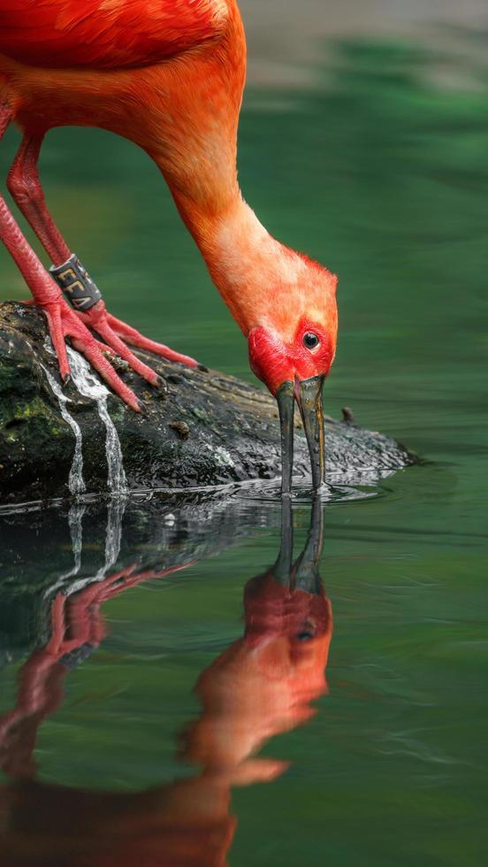 Ibis écarlate dans l'étang photo