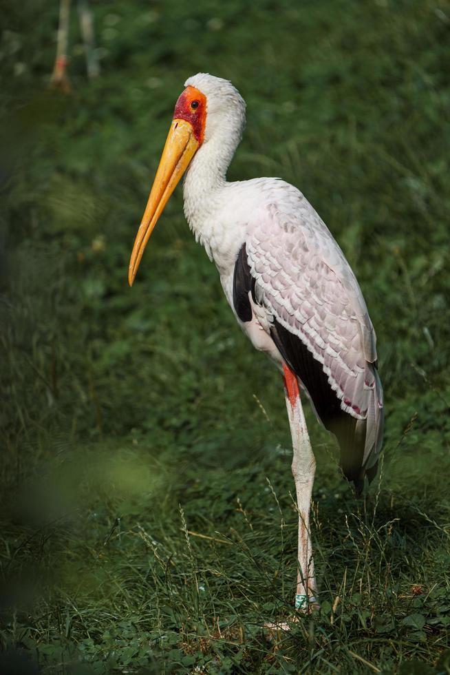 cigogne à bec jaune photo