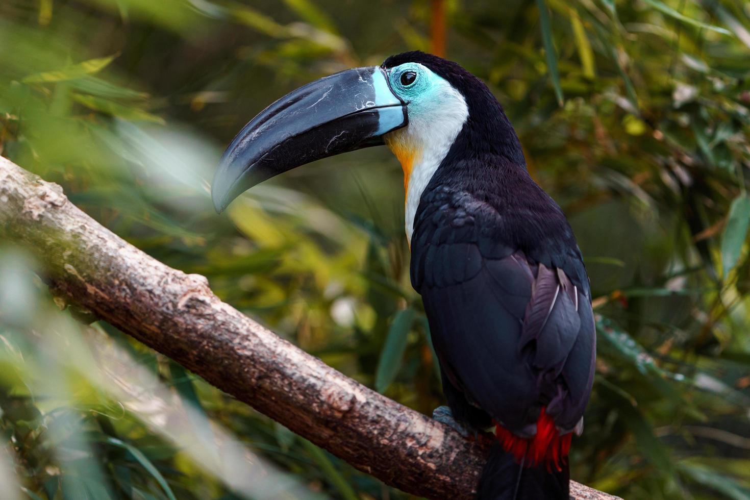 canal facturé toucan photo