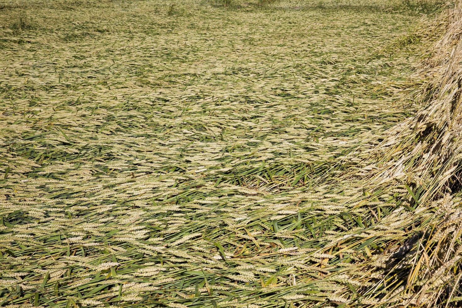 champ de blé, gros plan photo