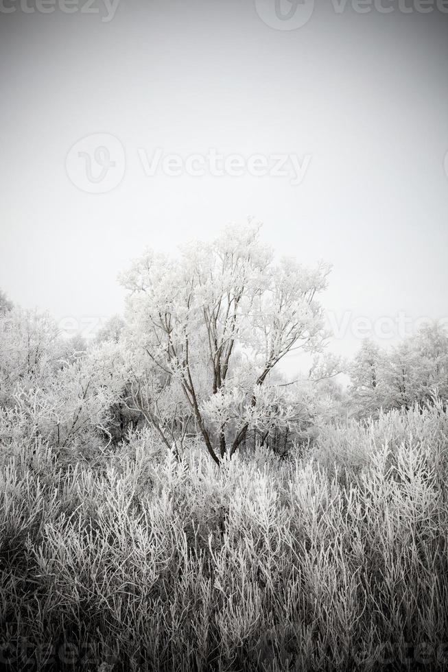 arbres dans le gel photo