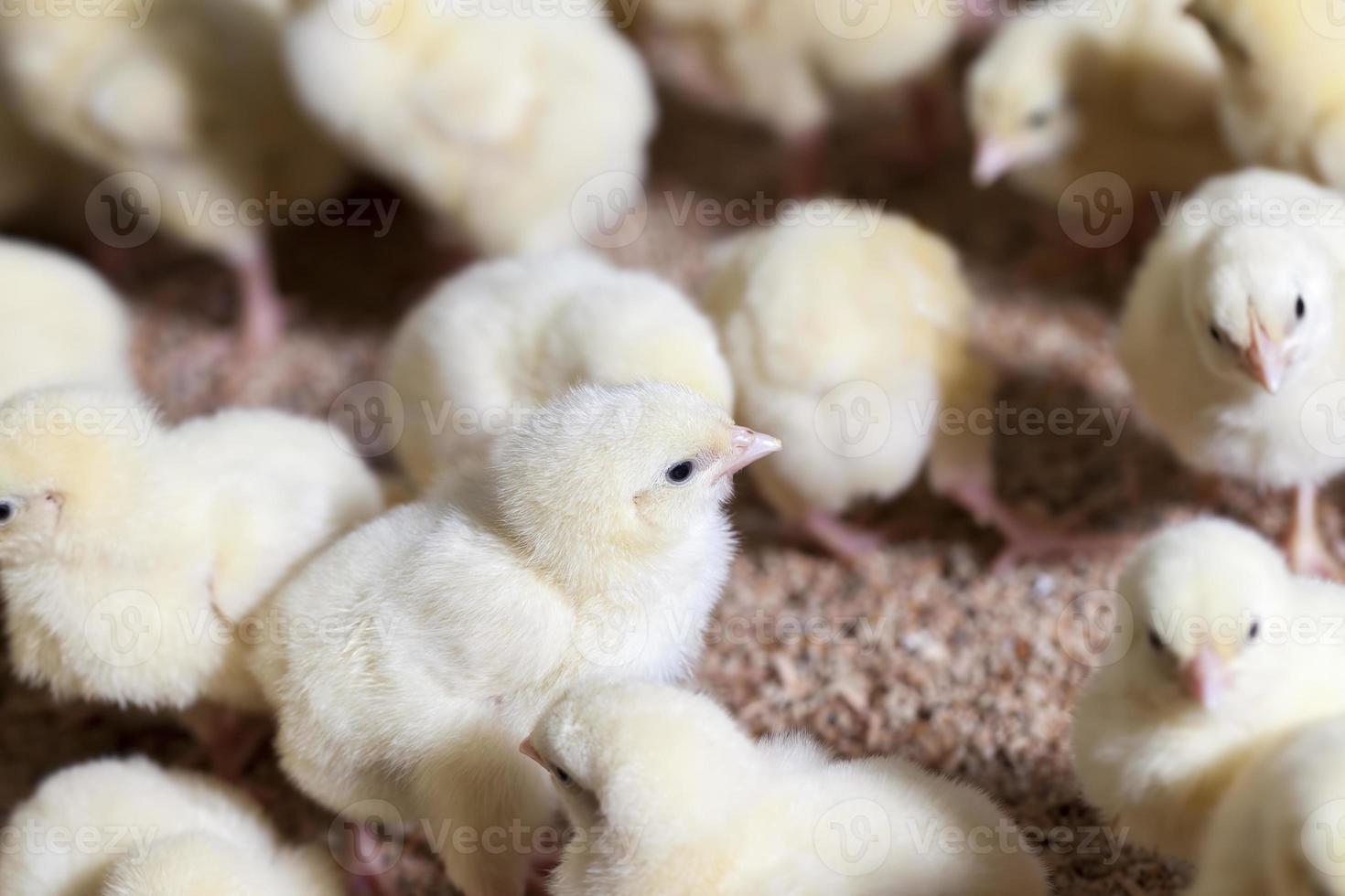 poussins de poulet dans une ferme avicole, gros plan photo