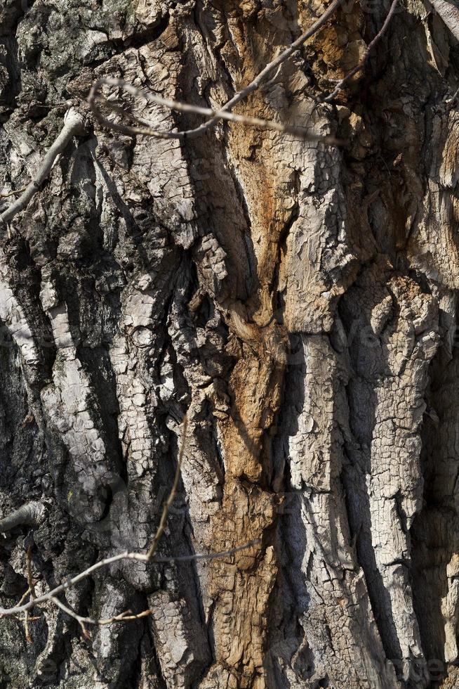 tronc d'arbre, gros plan photo