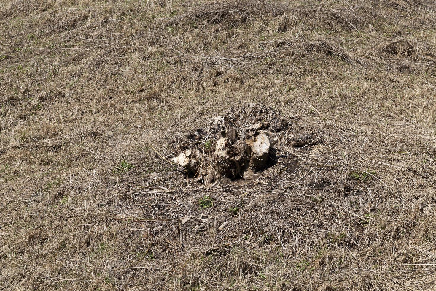 troncs d'arbres, gros plan photo