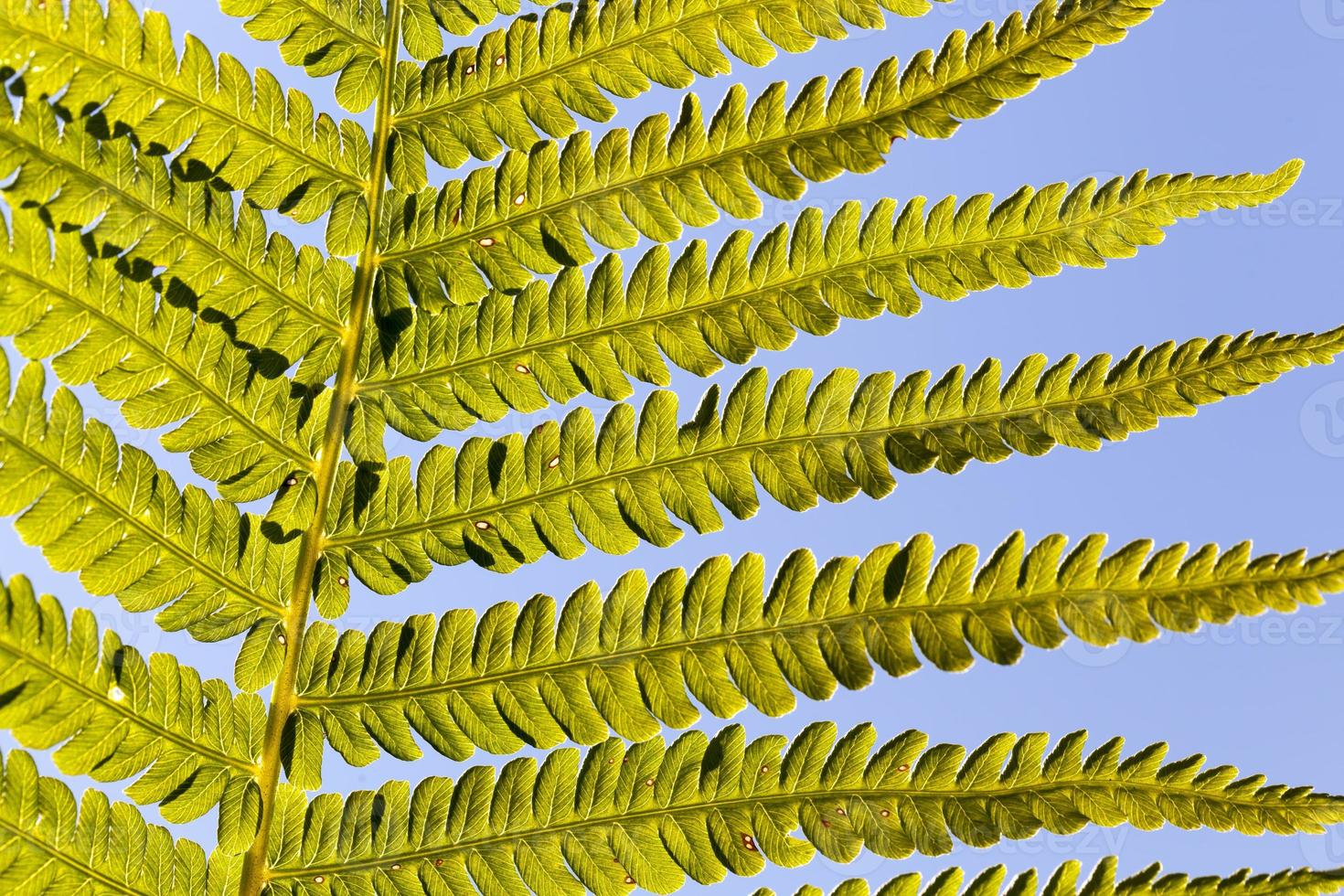 feuilles de fougère verte au soleil photo