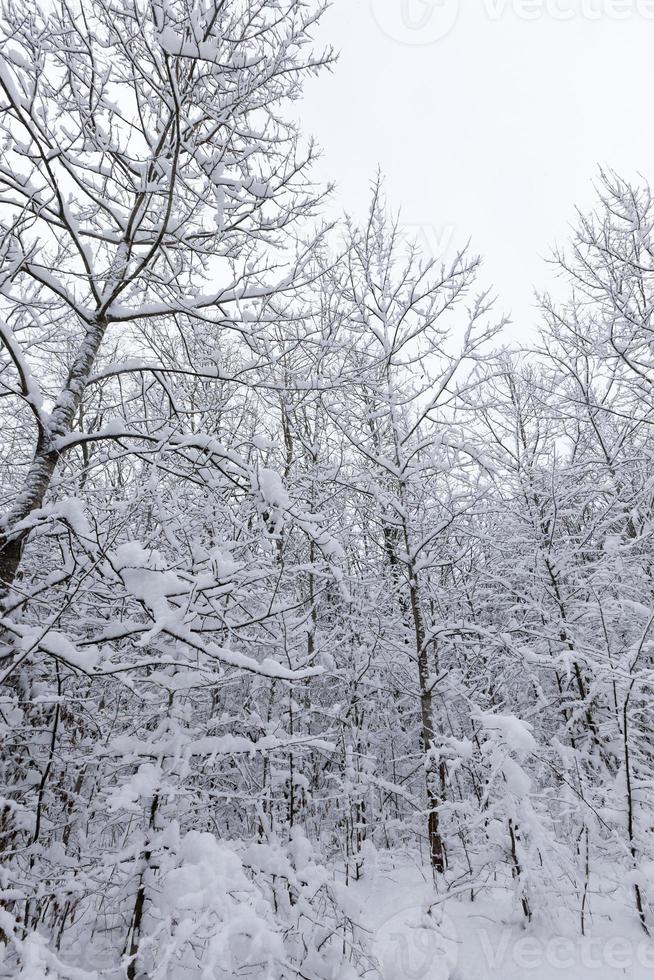 un grand nombre d'arbres feuillus nus en hiver photo
