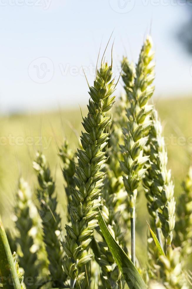 blé de champ agricole photo