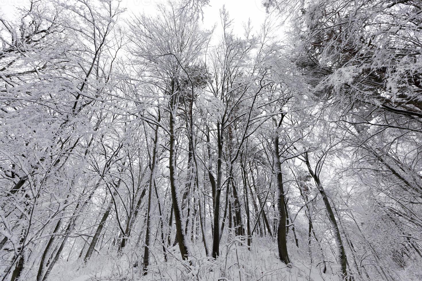 arbres en hiver sur le territoire du parc photo