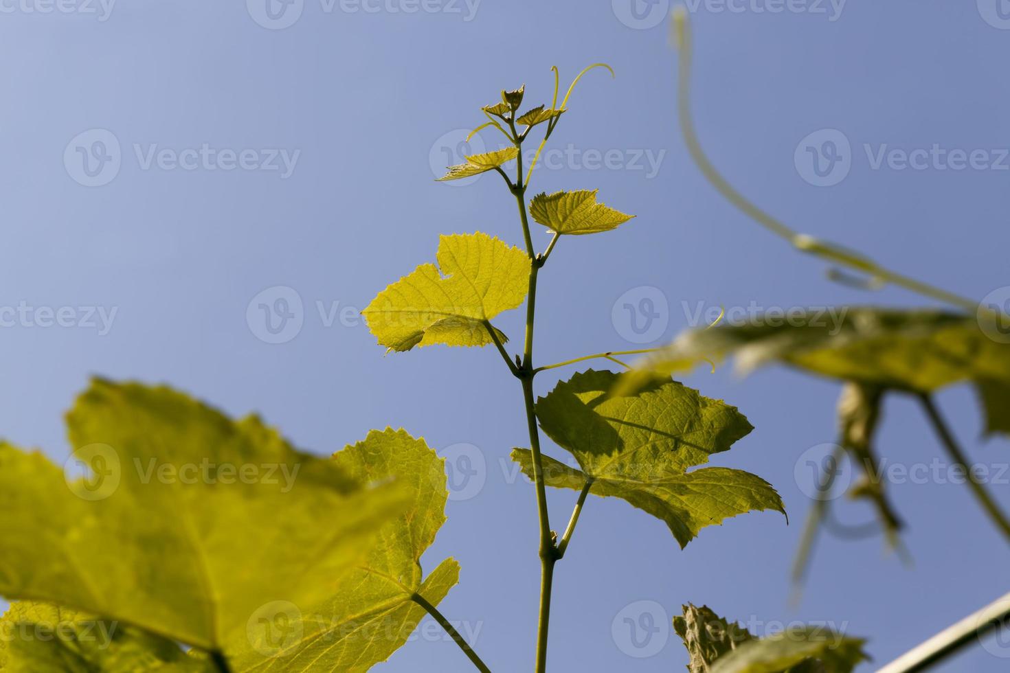 feuilles vertes de raisins au printemps photo