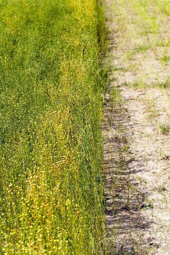 un champ agricole où l'on cultive du lin photo