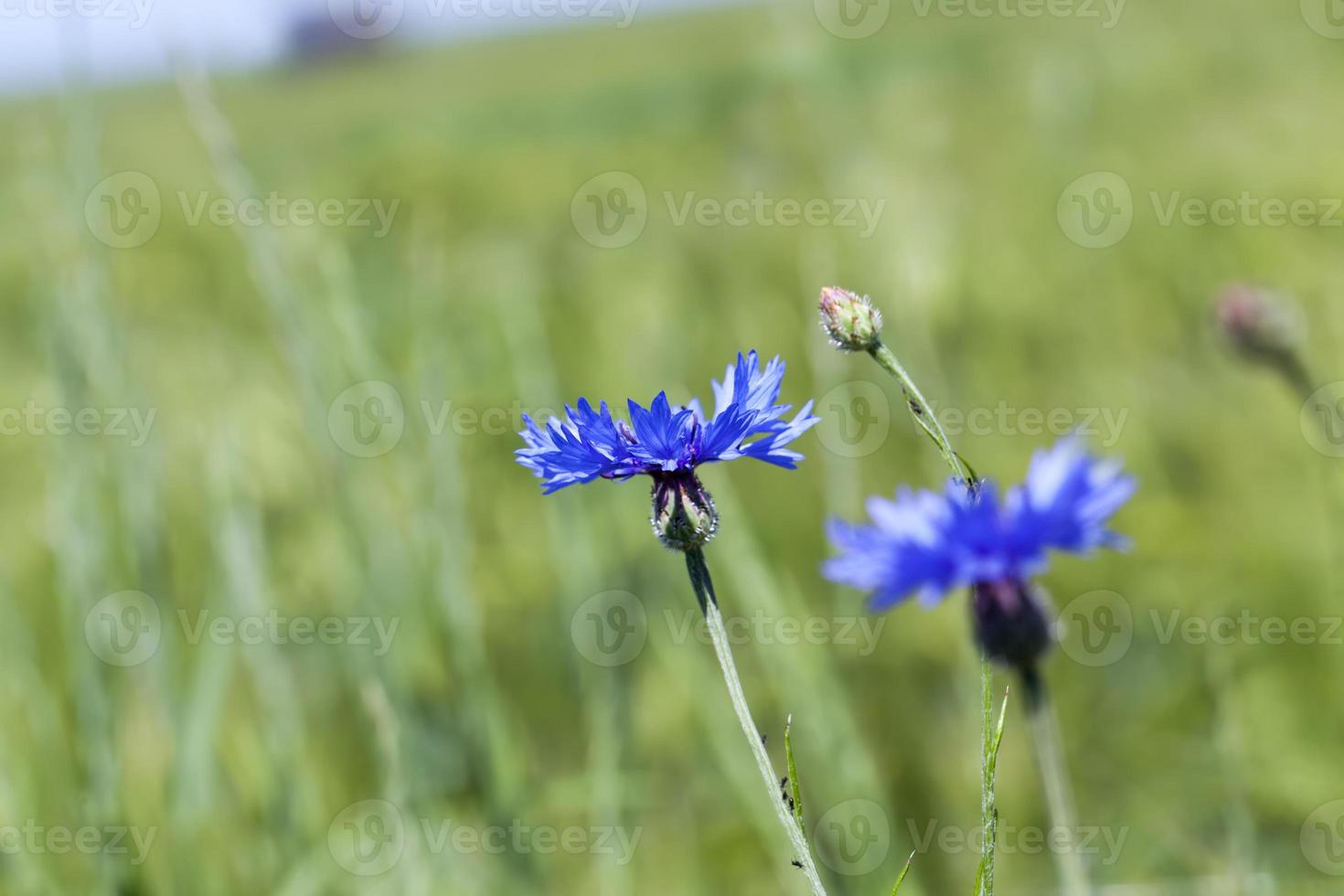 bleuets bleus en été photo