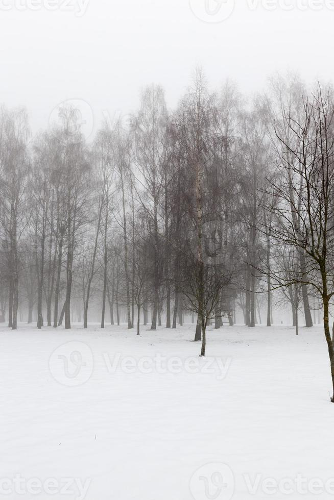 temps d'hiver dans le parc ou la forêt photo