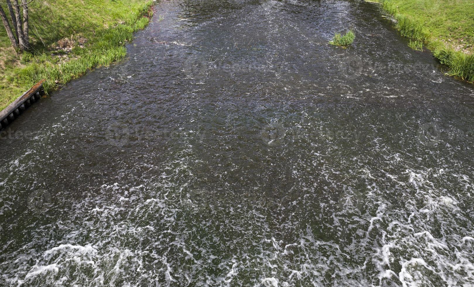 vieux lac avec des nénuphars en pleine croissance photo