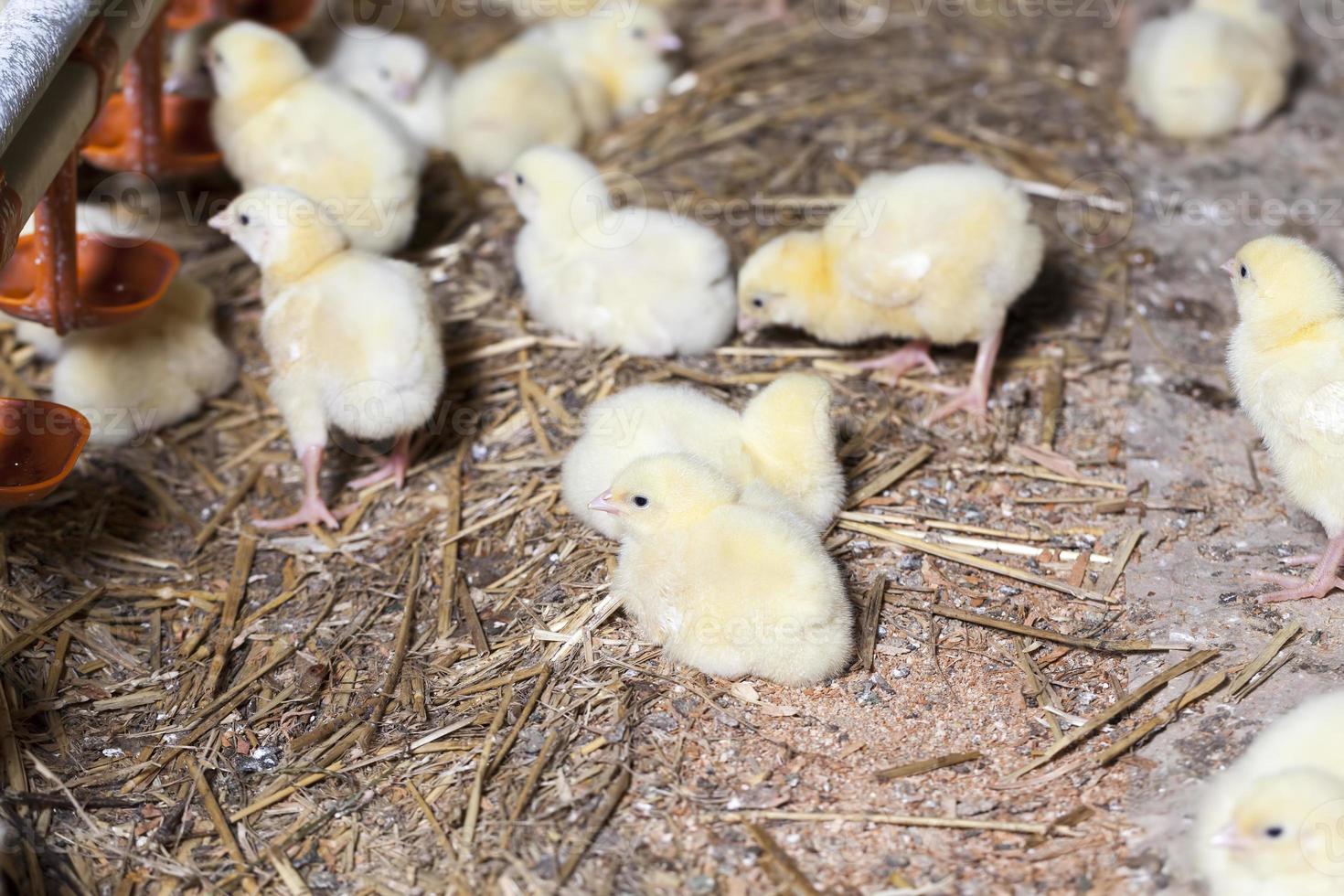 poussins de poulet dans une ferme avicole, gros plan photo