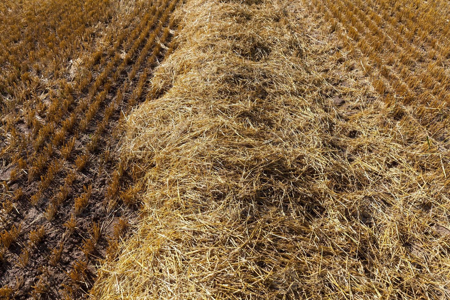 champ agricole avec de la paille épineuse de blé photo