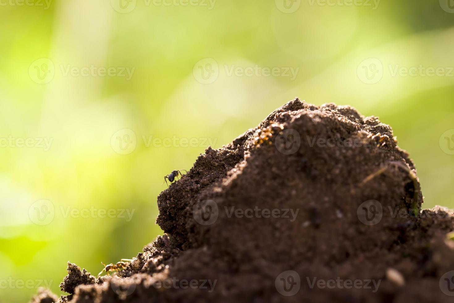 photo en gros plan de sable et de terre