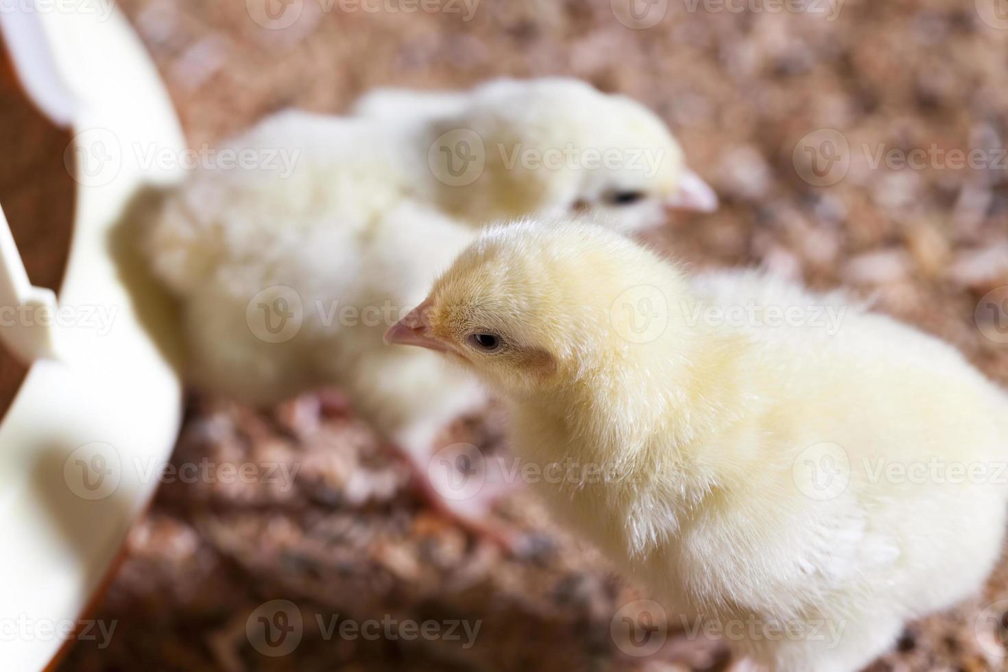 poussins de poulet dans une ferme avicole, gros plan photo