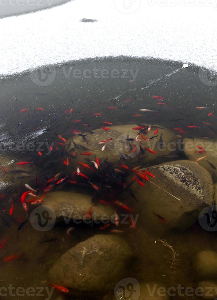 poisson nageant dans la partie du lac qui n'est pas gelée photo