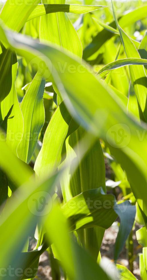 plants de maïs vert photo