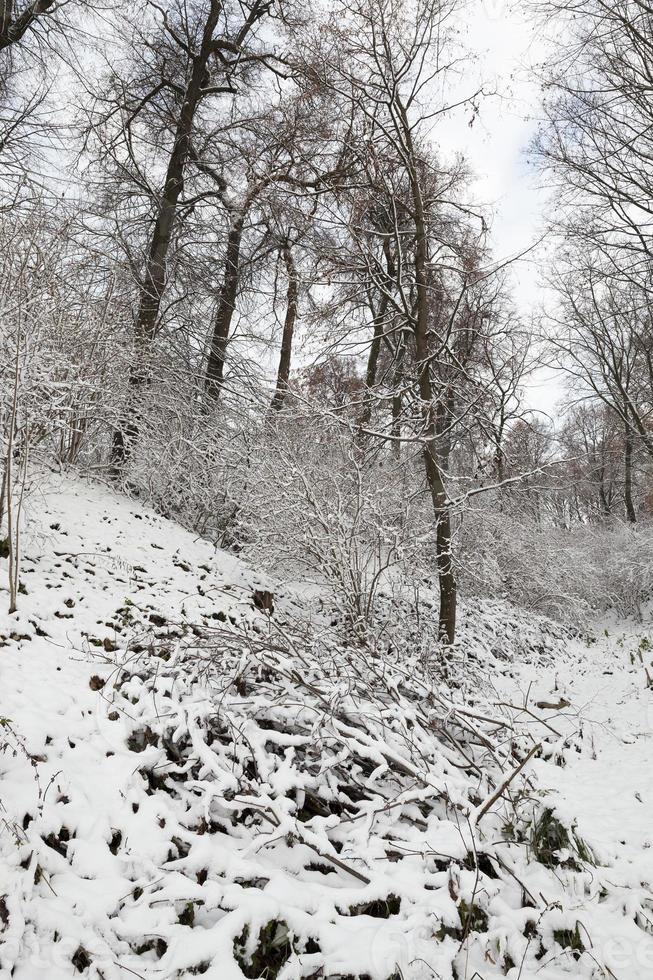 parc d'hiver avec de la neige photo