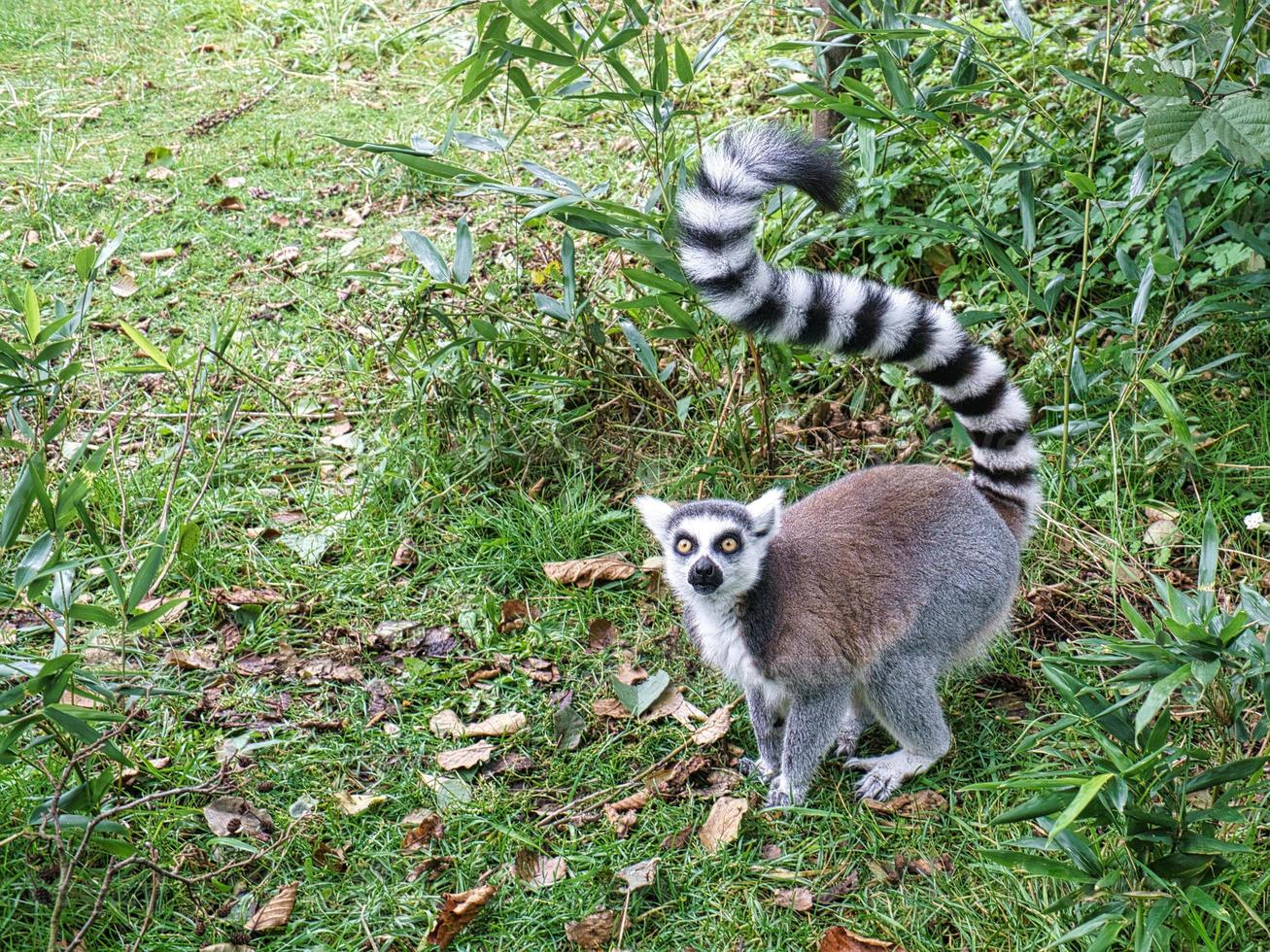 singe maki au sol regardant le spectateur. intéressés et ludiques sont les singes noirs et blancs. photo