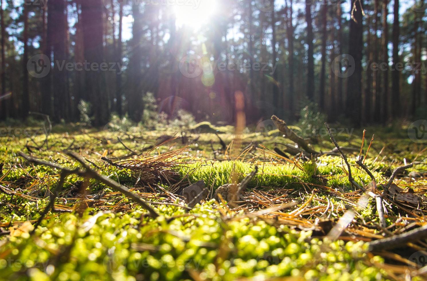 forêt de conifères en automne avec de la mousse sur le sol de la forêt et une chaude lumière d'automne. photo
