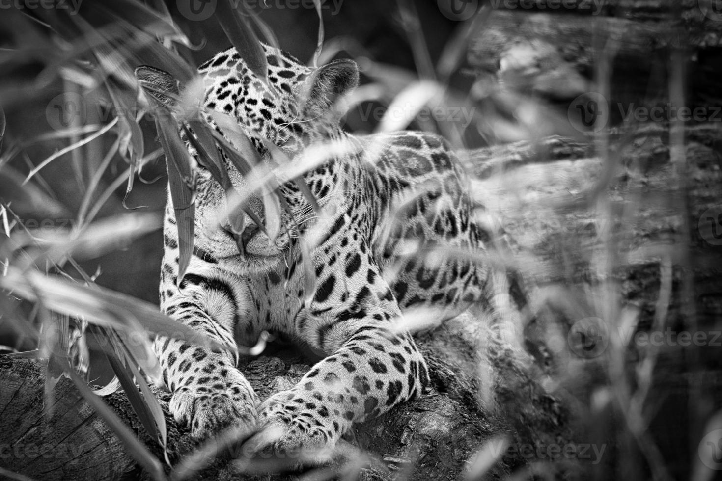 jaguar en noir et blanc, couché derrière l'herbe. fourrure tachetée, camouflée tapie. photo