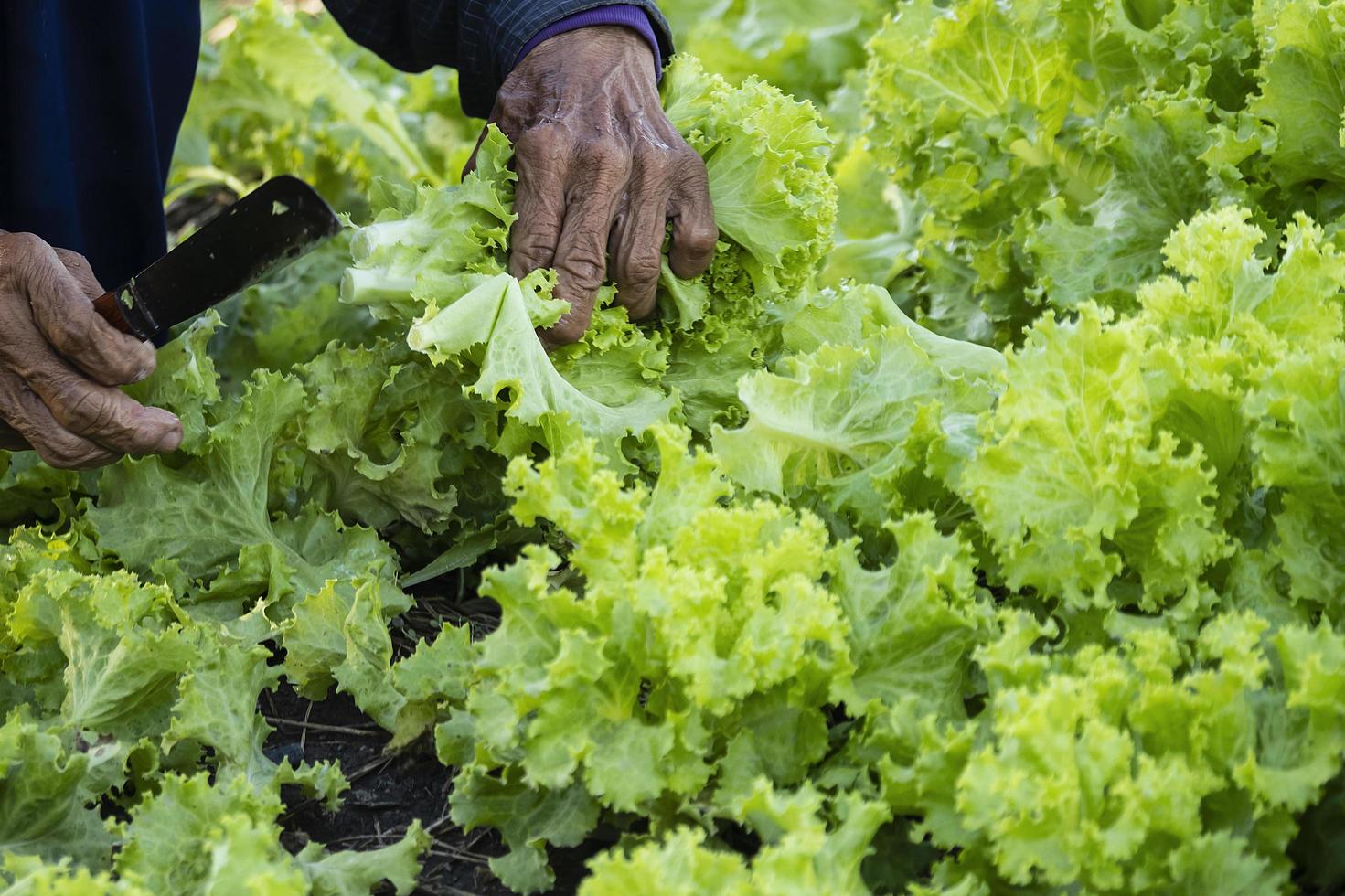 mains d'un agriculteur âgé à la campagne cueillant des légumes photo