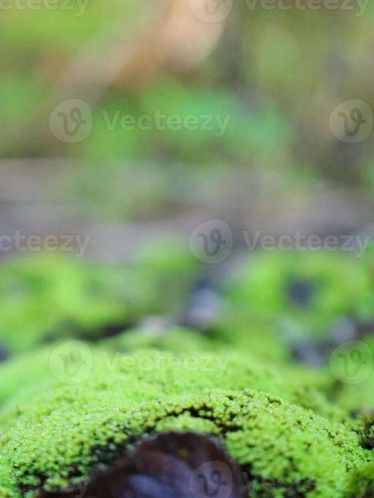 la mousse verte pousse sur un sol humide photo