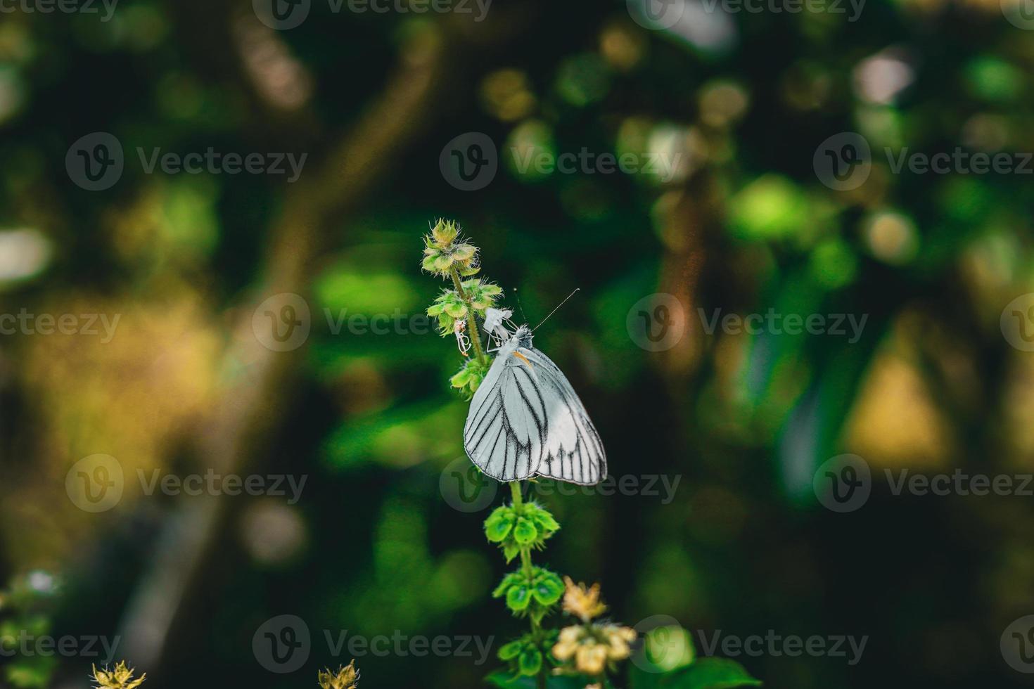 beau papillon blanc aporia crataegi blanc veiné de noir perché sur une fleur photo premium