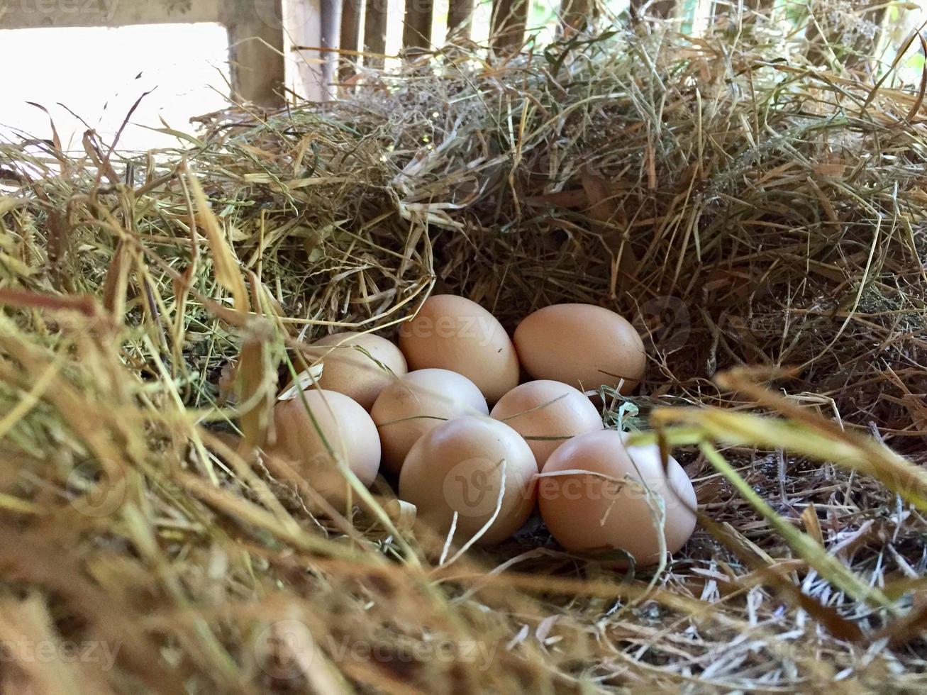 œufs de poule élevés en plein air dans le nid de ponte photo