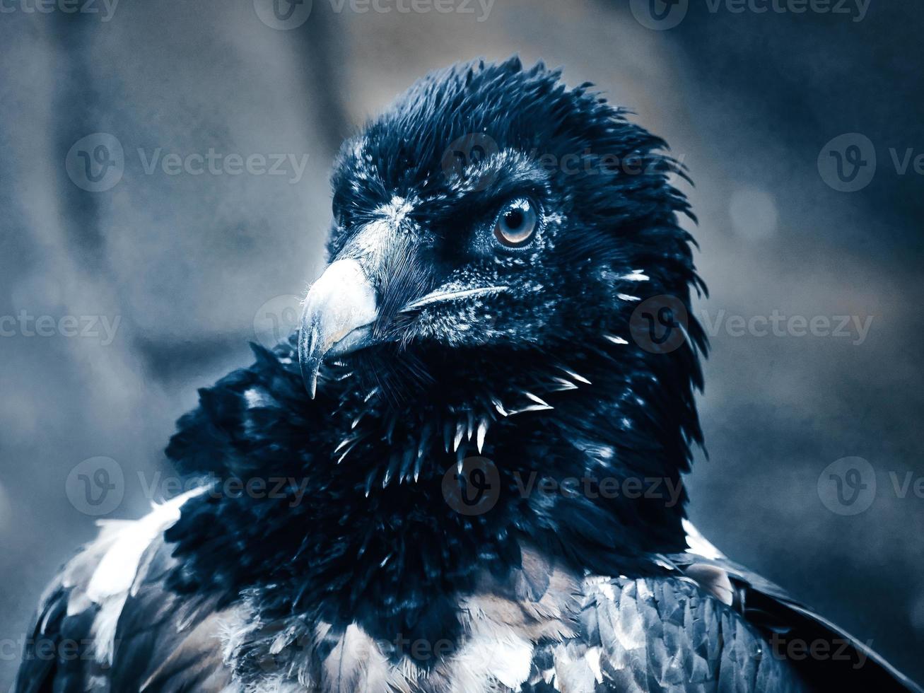 un portrait de vautour. plumes noires blanches. un oiseau très expressif. vue de l'observateur photo