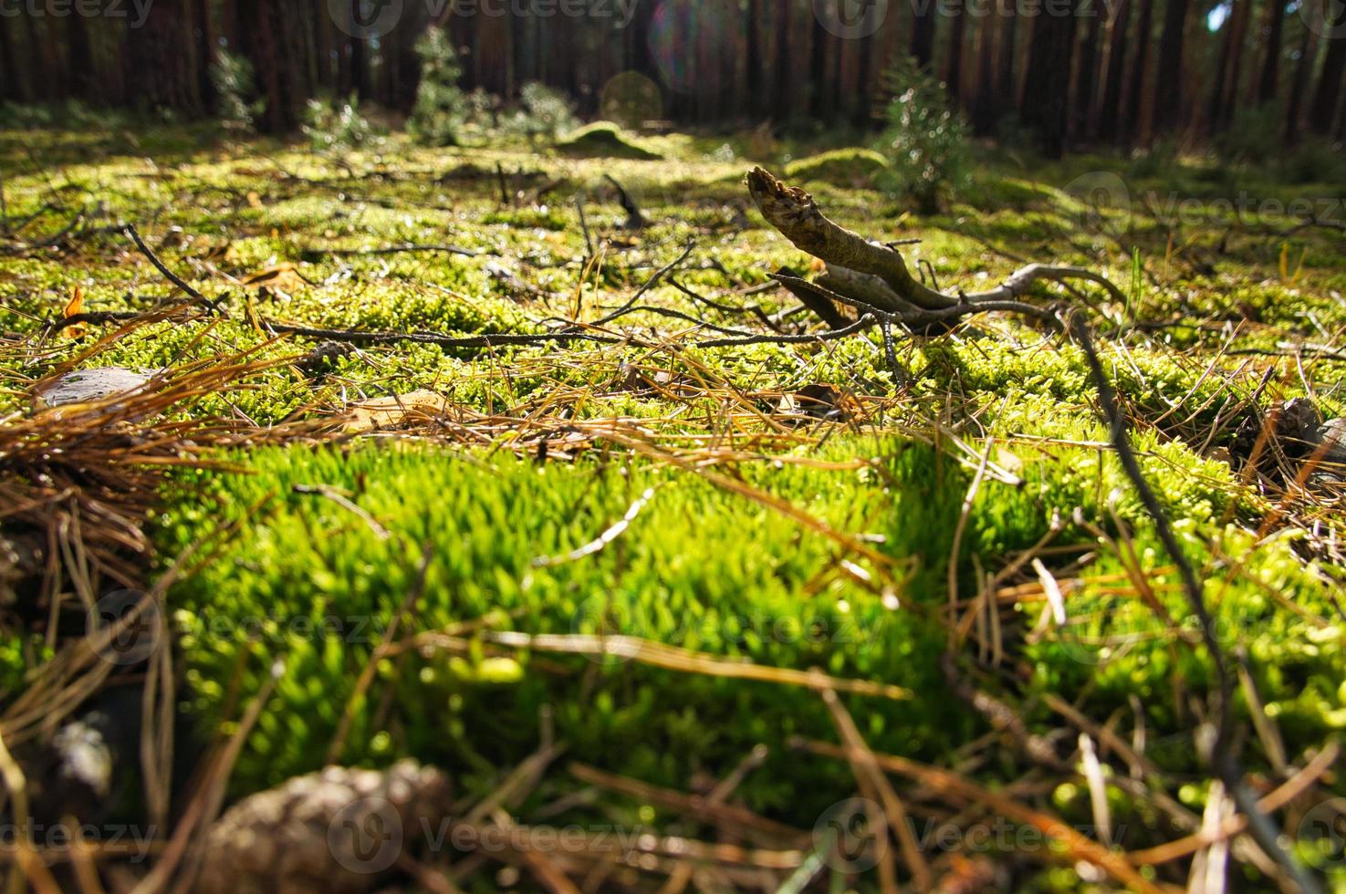 forêt de conifères en automne avec de la mousse sur le sol de la forêt et une chaude lumière d'automne. photo