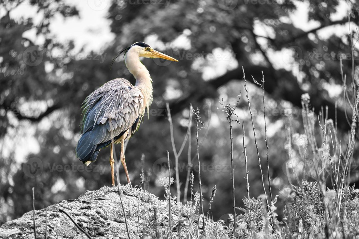 héron cendré en s à la recherche de proies. l'oiseau reste immobile. gros plan du beau plumage photo