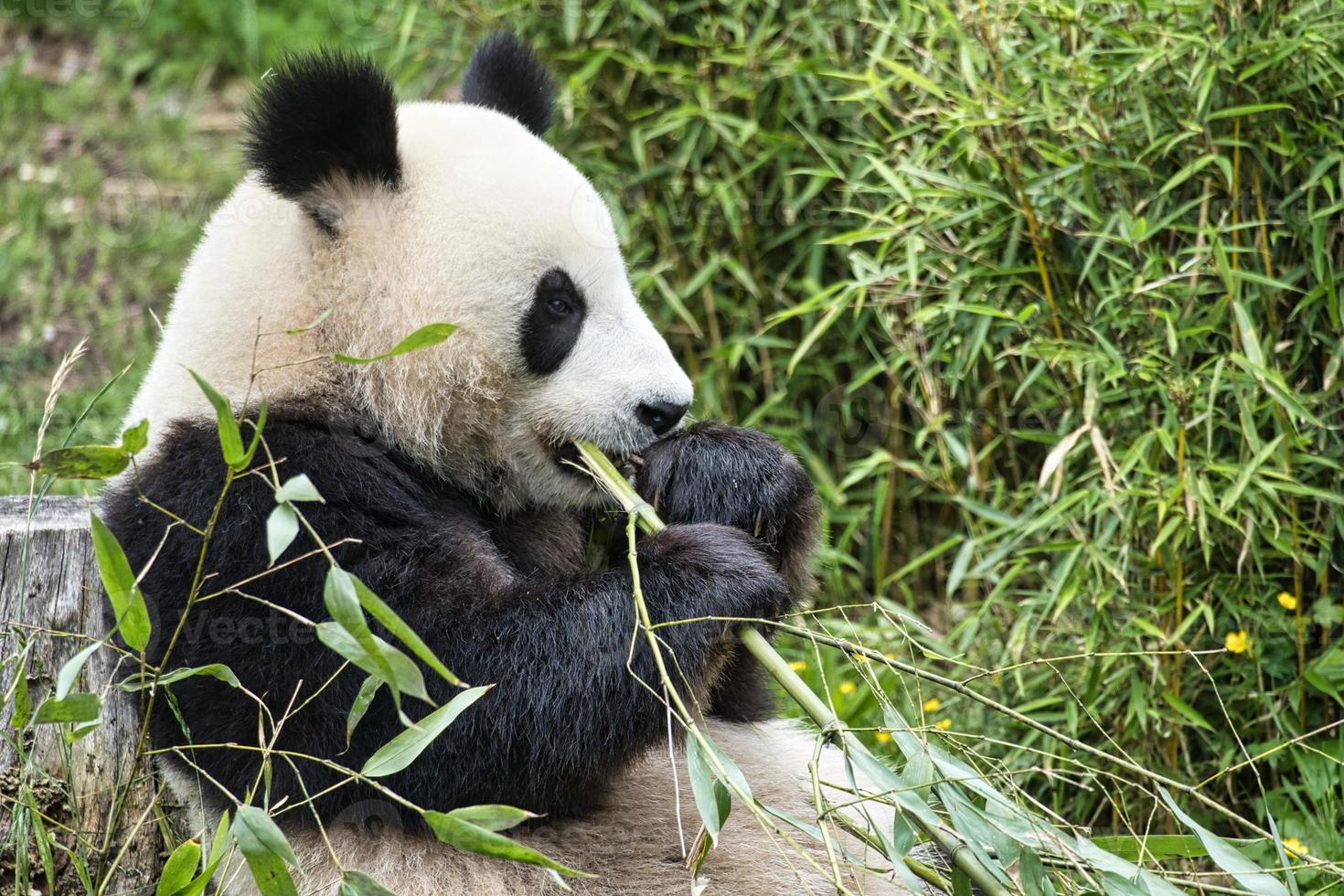 grand panda assis mangeant du bambou. les espèces menacées. mammifère noir et blanc photo