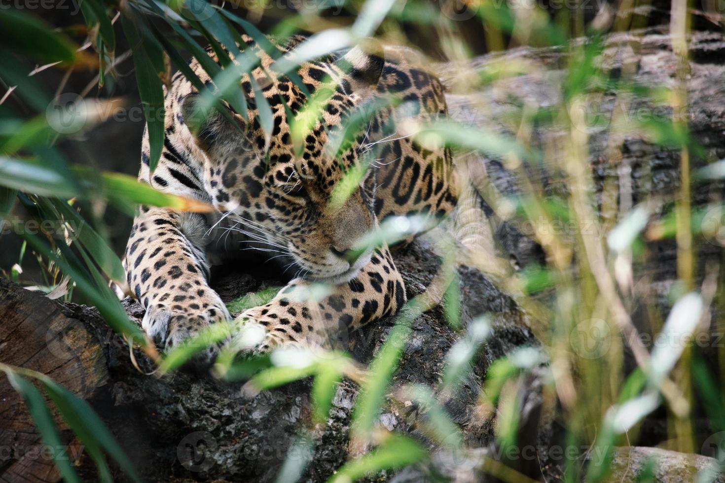 jaguar couché derrière l'herbe. fourrure tachetée, camouflée tapie. le gros chat est un prédateur. photo