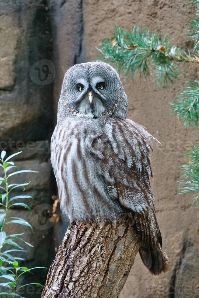 un hibou moineau sur un tronc d'arbre. le regard est dirigé vers le spectateur. beau plumage photo