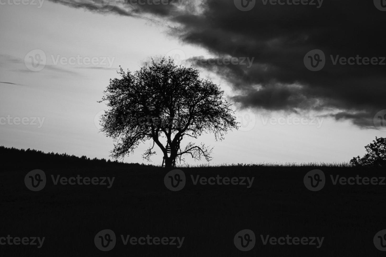 coucher de soleil dans la Sarre avec un arbre contre lequel une échelle est appuyée en noir et blanc photo