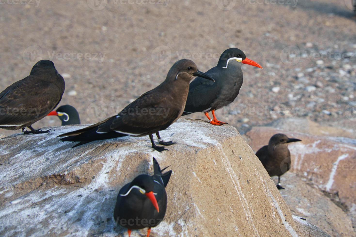 la sterne inca est un oiseau marin au plumage gris et au bec rouge avec une plume de tête sage. photo