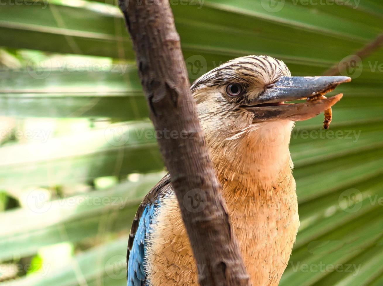 hans riant sur une branche se nourrissant de vers de farine. beau plumage coloré photo