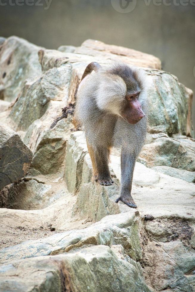 babouin sur rocher. singes détendus qui vivent dans l'association familiale. grands singes photo