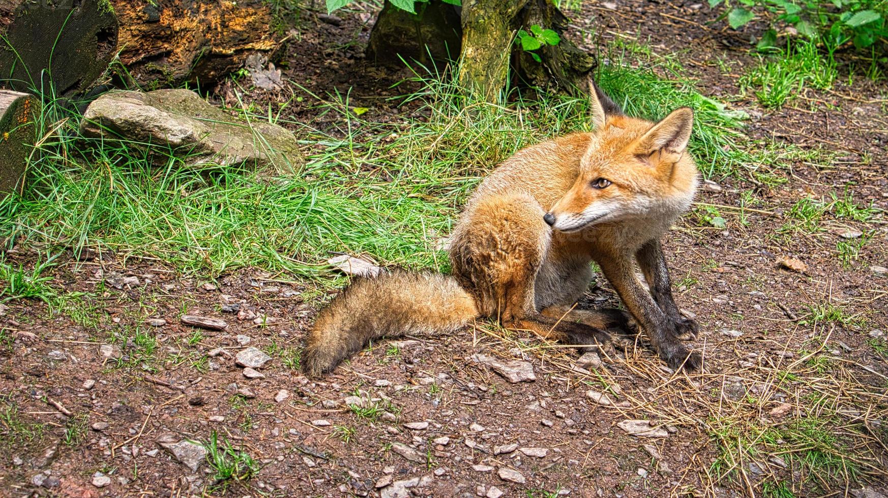 renard en gros plan avec vue sur le spectateur. l'animal n'a pas peur et semble intéressé photo