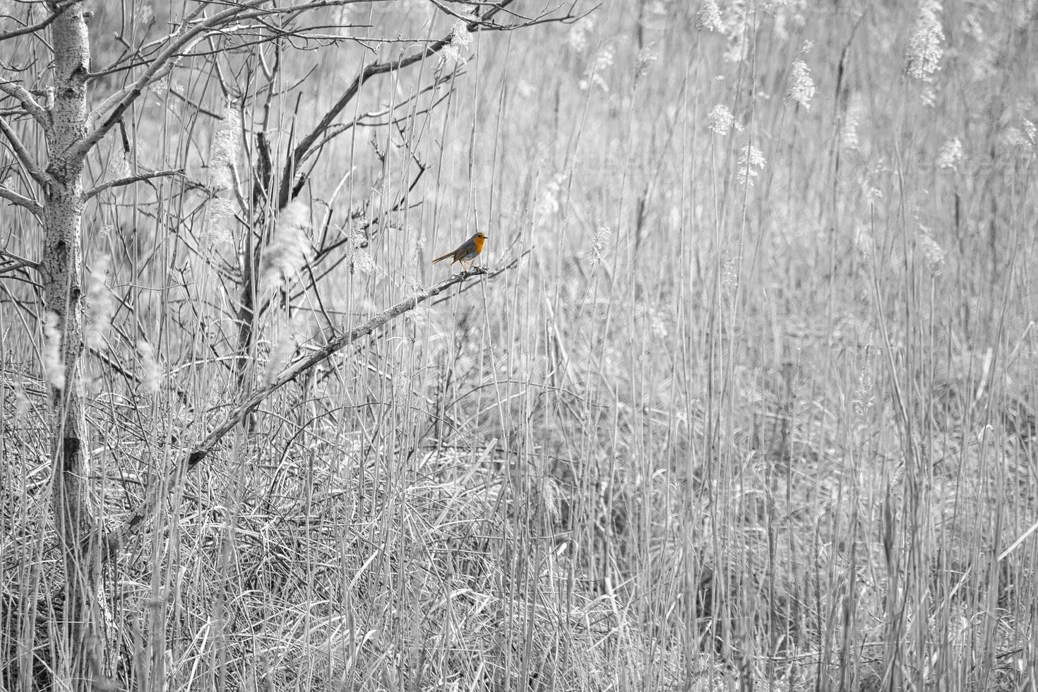 rouge-gorge sur une branche dans le parc national darss. plumage coloré du petit oiseau chanteur. photo