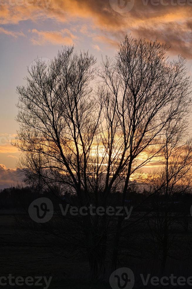 arbres au coucher du soleil sur les prés devant le bodden in zingst. photo