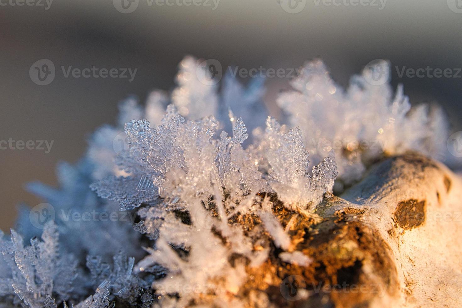 cristaux de glace qui se sont formés sur un tronc d'arbre et ont grandi. photo