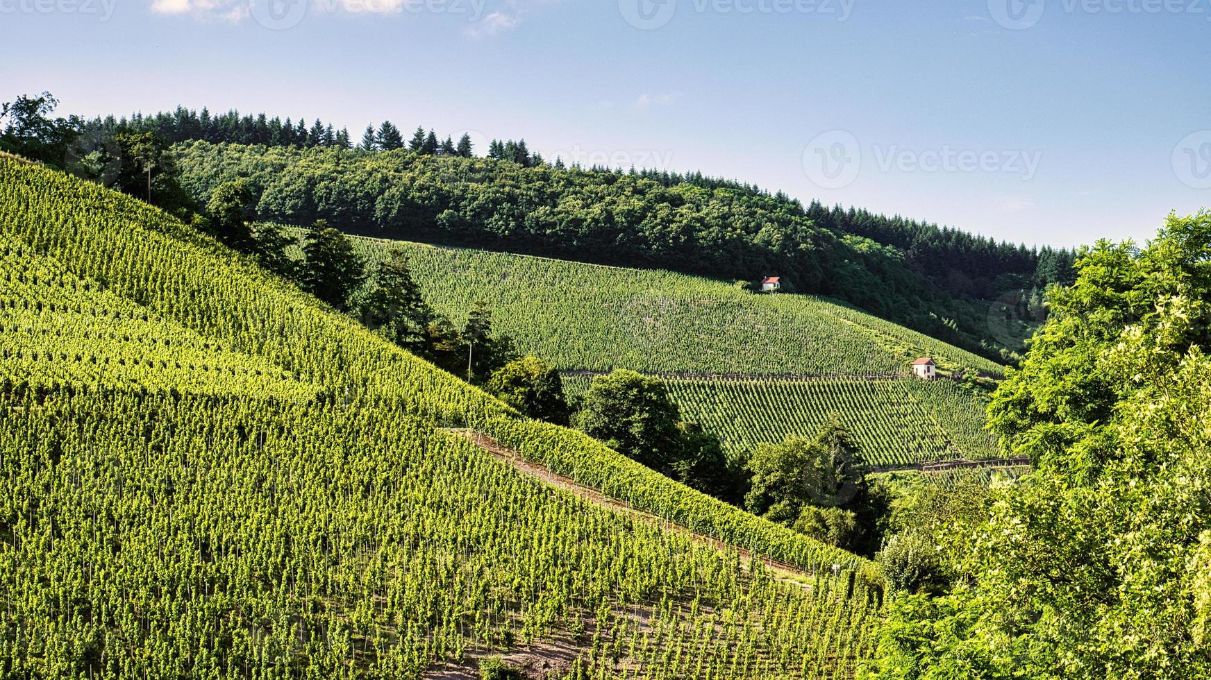 vignes aux riches couleurs. les vignes avec les raisins sont mûrs. ceux-ci sont pris pour la consommation ou vous en faites du vin pour en profiter. photo