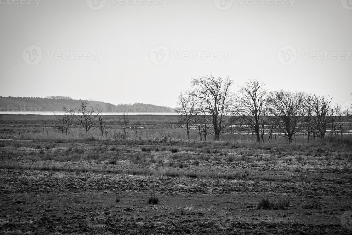 arbre en noir et blanc dans les roseaux sur le darss. ciel dramatique au bord de la mer. paysage photo