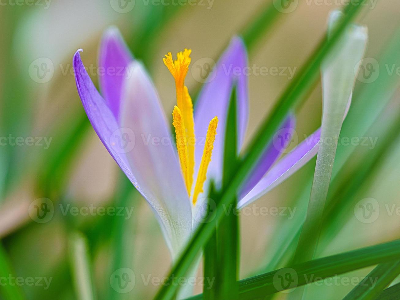 fleur de crocus sur un pré, délicate et avec un arrière-plan légèrement flou. photo