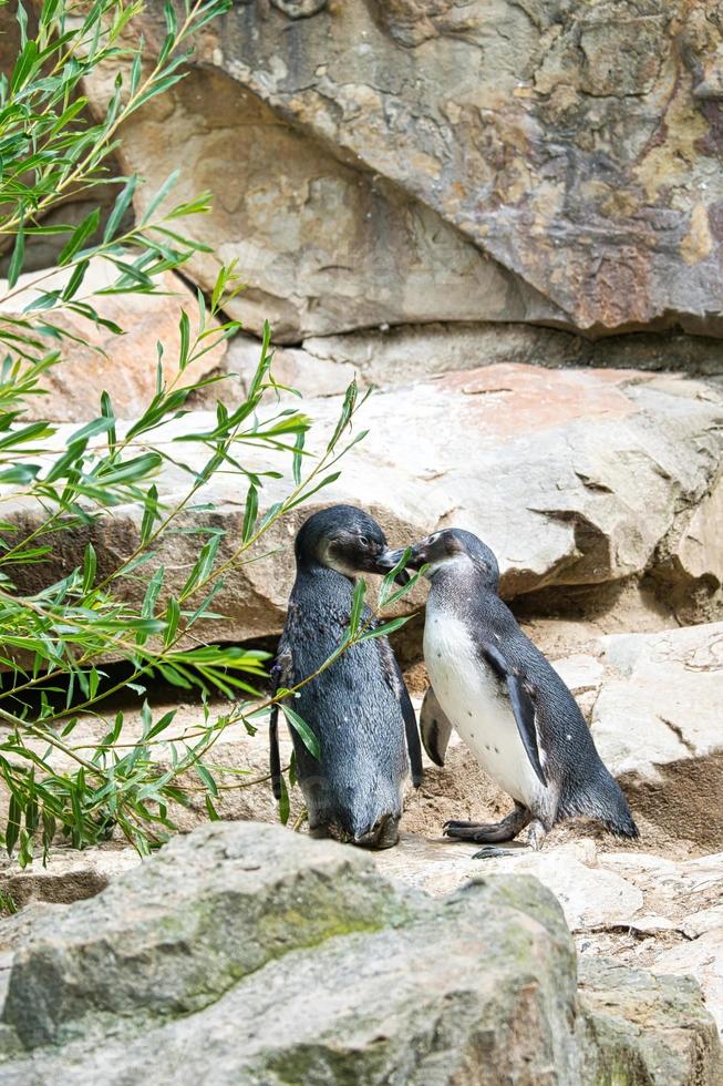 embrasser le pingouin. oiseaux noirs et blancs en couple sur terre. photo d'animaux en gros plan.
