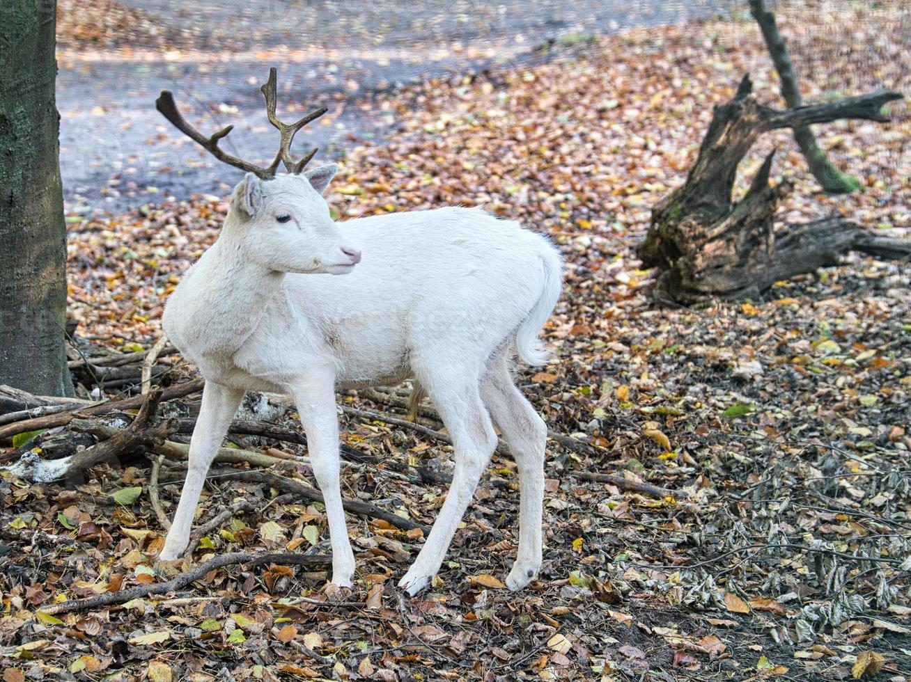 cerf blanc isolé dans une forêt de feuillus. photo